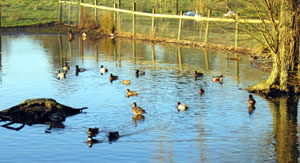 Some of the rare waterfowl